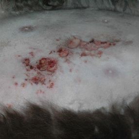 Ulzeration eines Mammakarzinoms