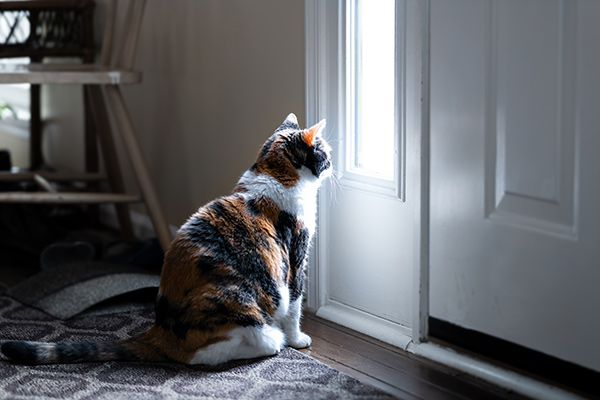 Tierarzt-Hausbesuch