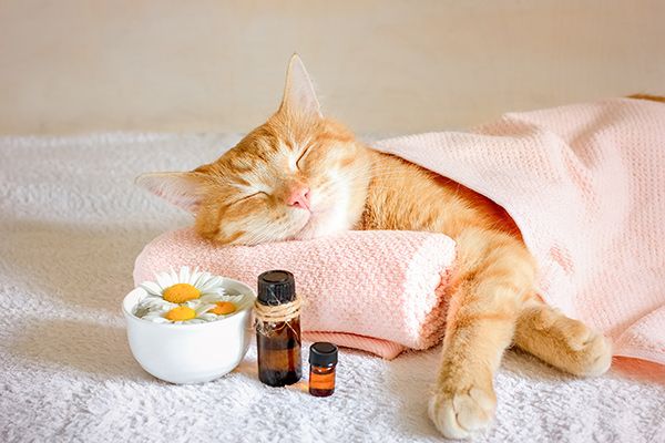 Tierhomöopathie