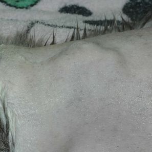 felines injektionsassoziiertes Sarkom